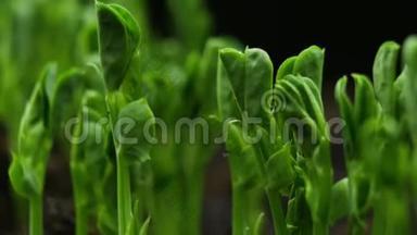 春分期生长植物，温室农业发芽新生豌豆